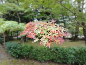 11月2日の紅葉状況