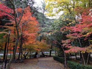 11月21日の紅葉状況 ～だいぶ見頃になってまいりました～