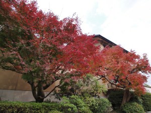 紅葉がようやく色づきました。
