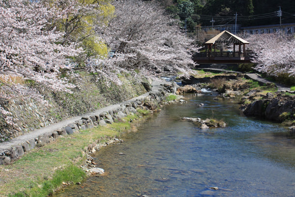 まもなく桜の季節を迎えます。