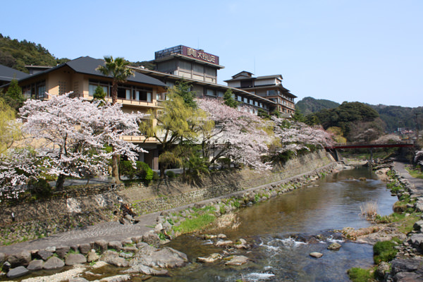 湯本温泉が桜に包まれました　～４月４日の桜開花状況～