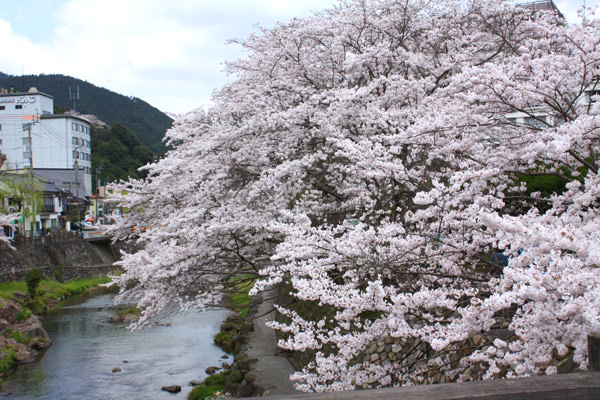 ～４月７日の桜開花状況～