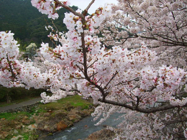～４月５日の桜開花状況～