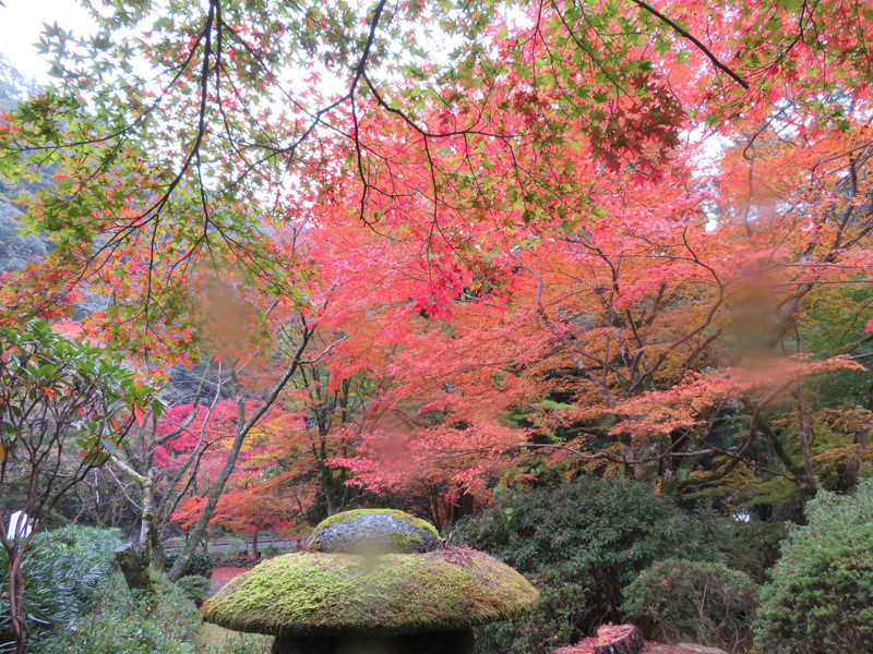 大寧寺入口紅葉