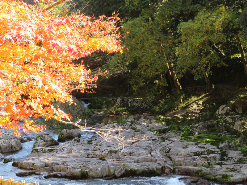 音信川沿いの紅葉