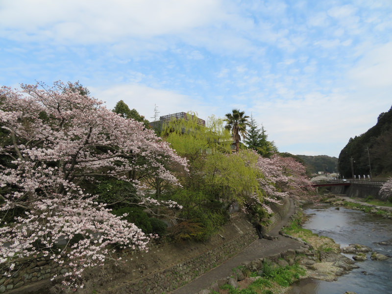 sakura-otanisanso