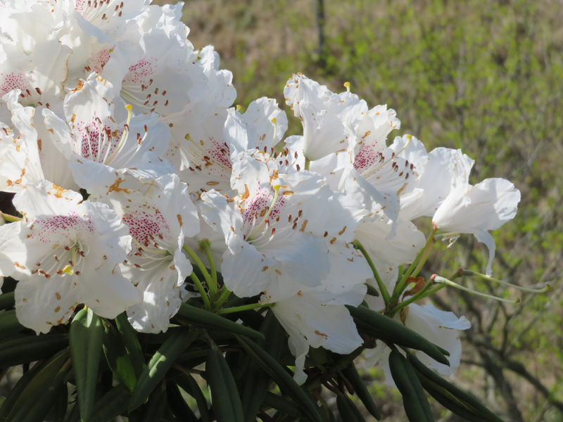sakura-otanisanso