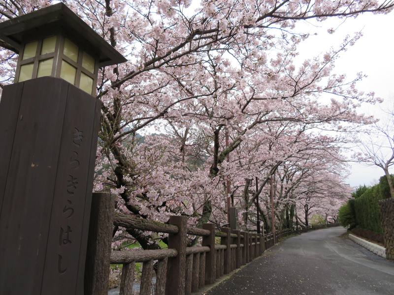 sakura-otanisanso