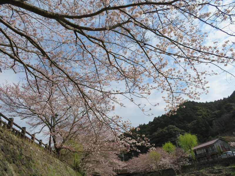 sakura-otanisanso