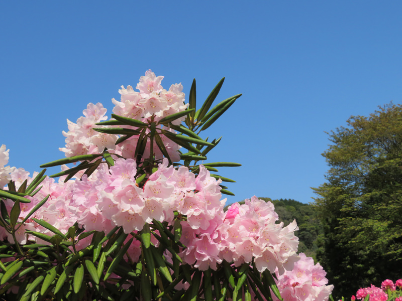 sakura-otanisanso