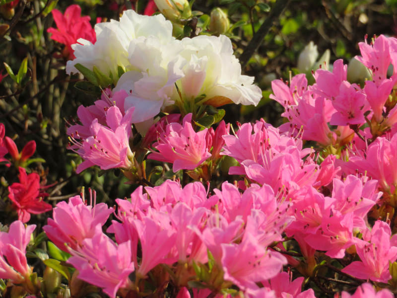 sakura-otanisanso