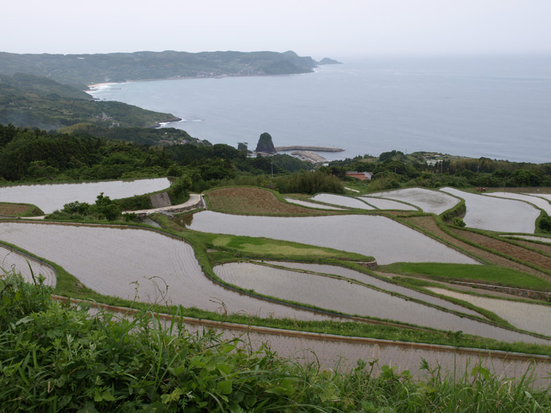 sakura-otanisanso
