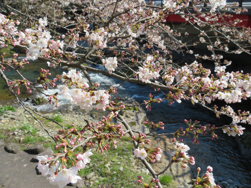sakura-otanisanso