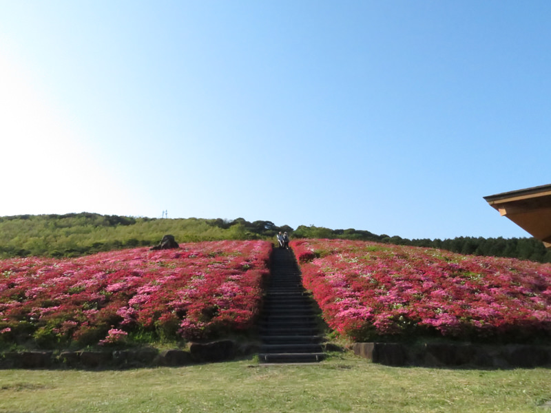【GWおでかけ情報】千畳敷より車で５分！菅無田公園の「つつじ」が見頃です（2017年４月23日）