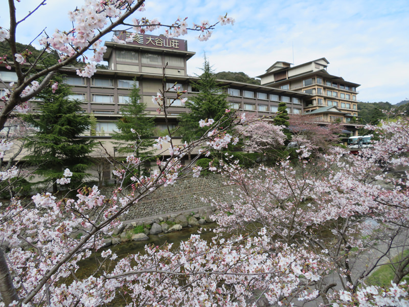 sakura-otanisanso