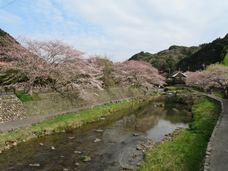 sakura-otanisanso