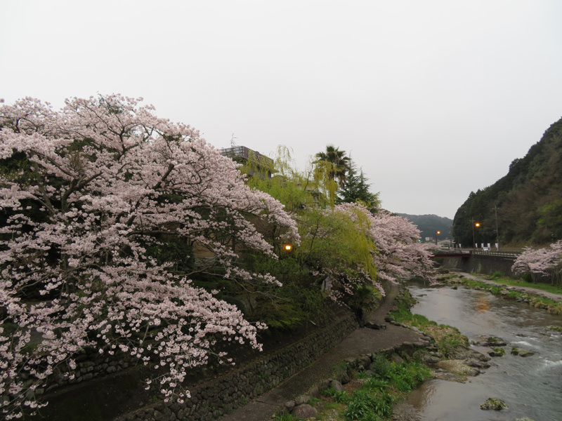 sakura-otanisanso