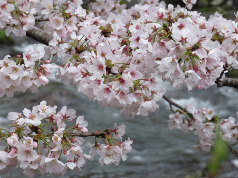 sakura-otanisanso
