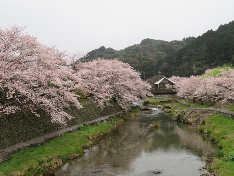 sakura-otanisanso
