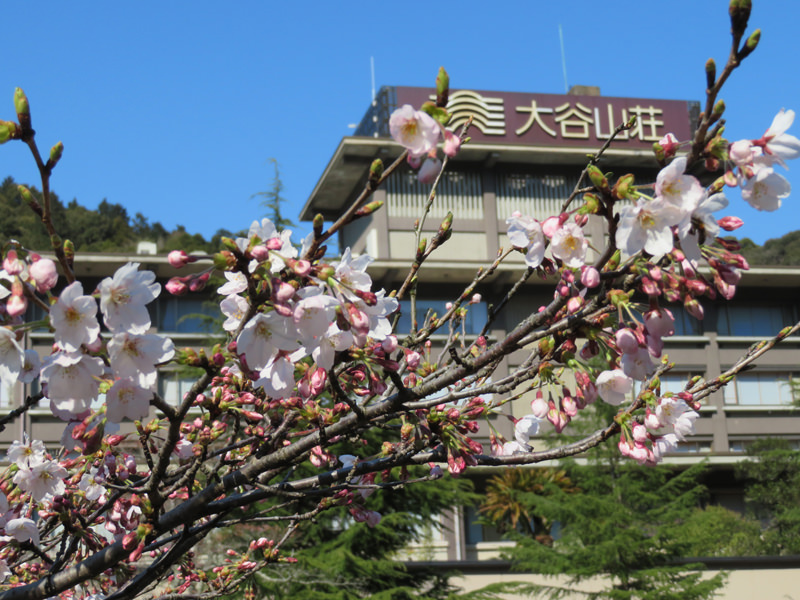 sakura-otanisanso