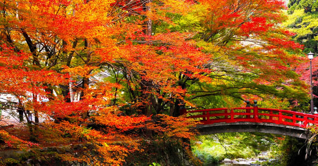 taineiji_momiji