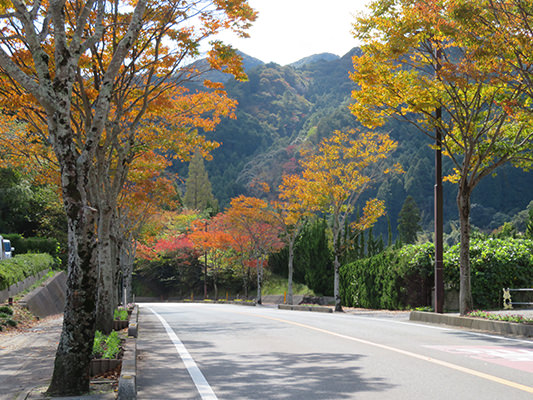 大谷山荘周辺前の国道316号線"　width="650"