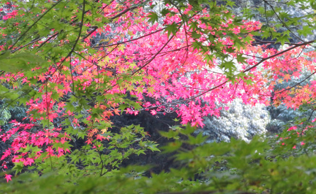 【周辺観光】長門湯本温泉の紅葉状況～大寧寺のもみじ
