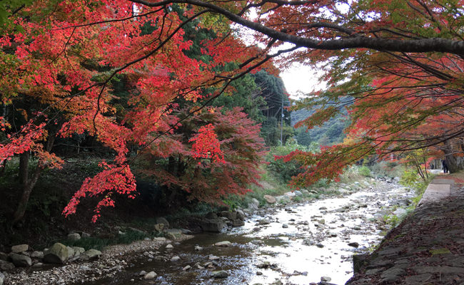 【周辺観光】紅葉の見ごろを迎えました～長門湯本温泉の紅葉状況（11月11日）