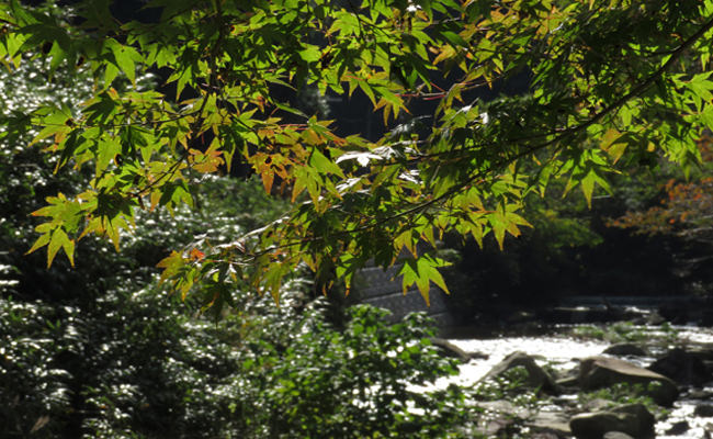 大寧寺川の紅葉"　width="650"