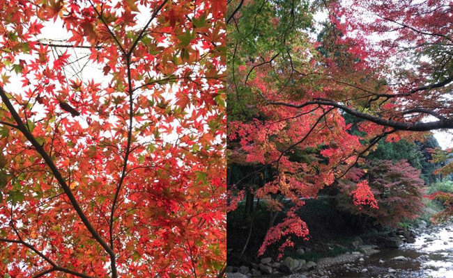 大寧寺の紅葉"