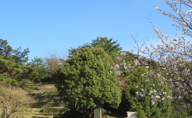 赤崎神社楽桟敷の桜