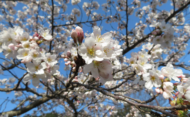 大寧寺の桜