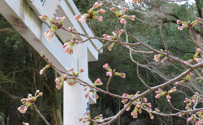 大寧寺の桜