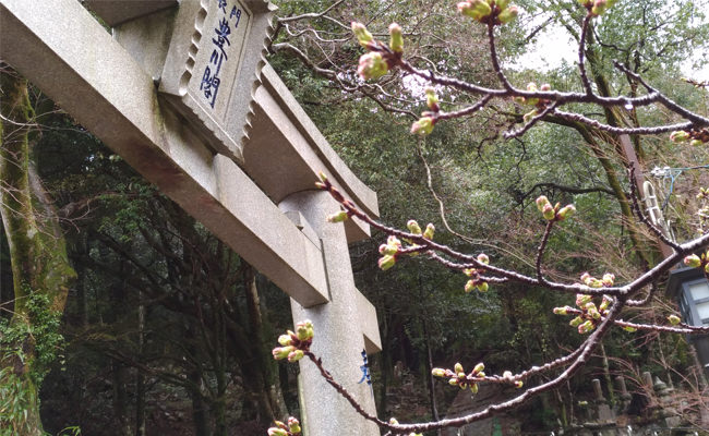 大寧寺の桜