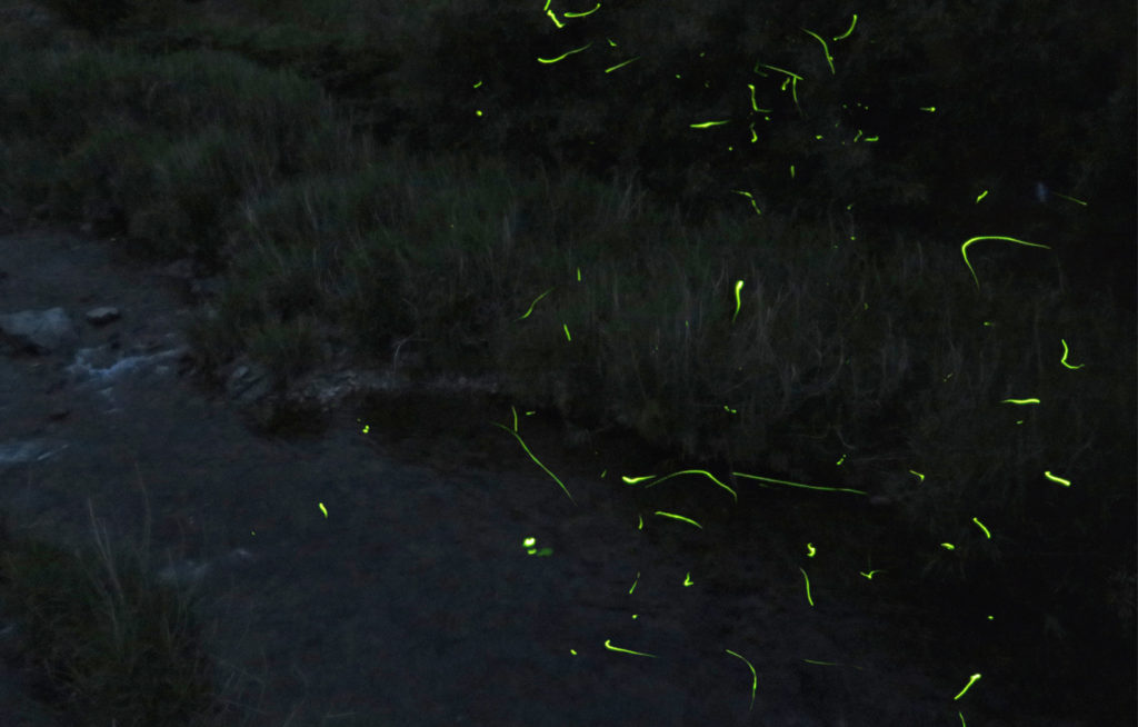 firefly-otanisanso