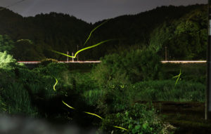 firefly-otanisanso-walk