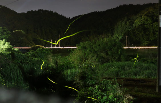 firefly-otanisanso-walk