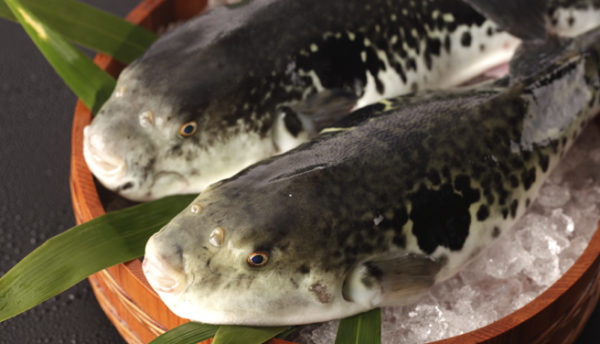 【お食事】ふくちり鍋の湯気×湯けむり。滋味深い冬の旅をご提案