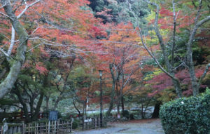 taineijiautumn6