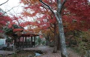 taineijiautumn4