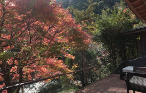 音信川の紅葉