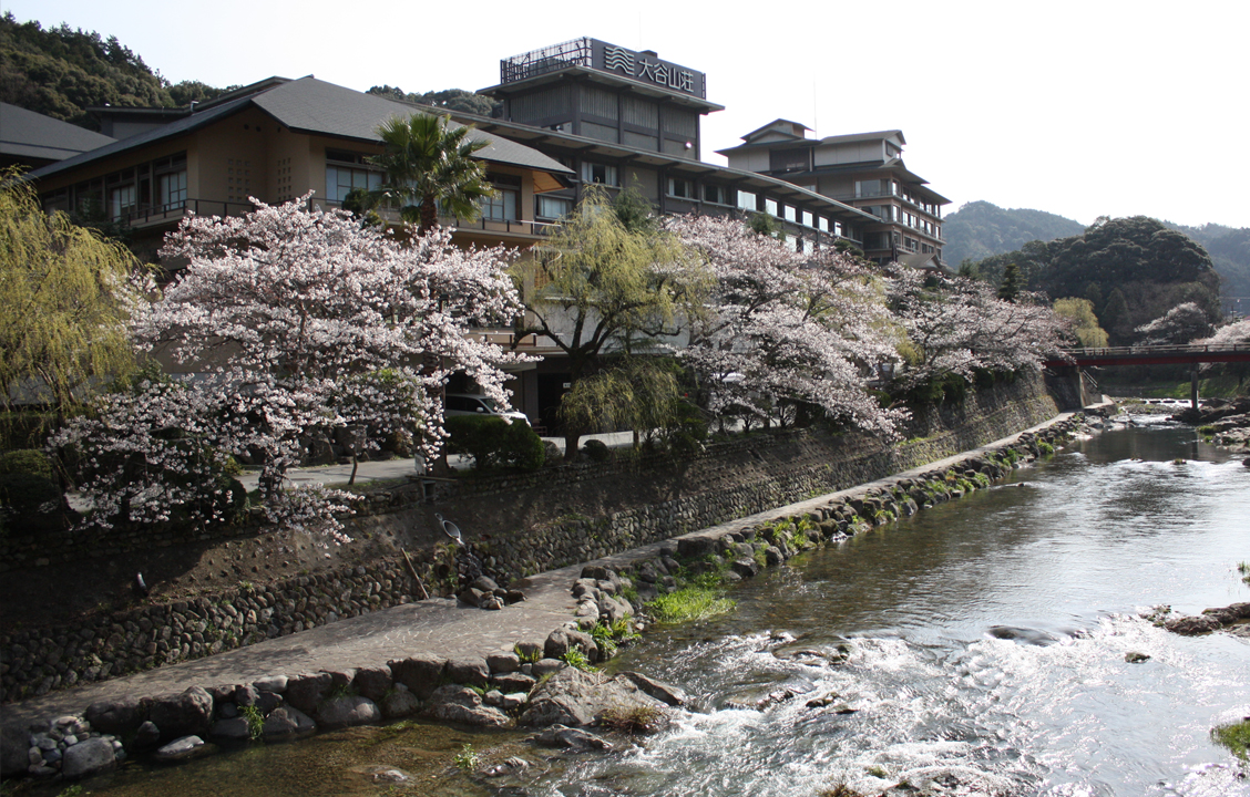 otanisanso-sakura