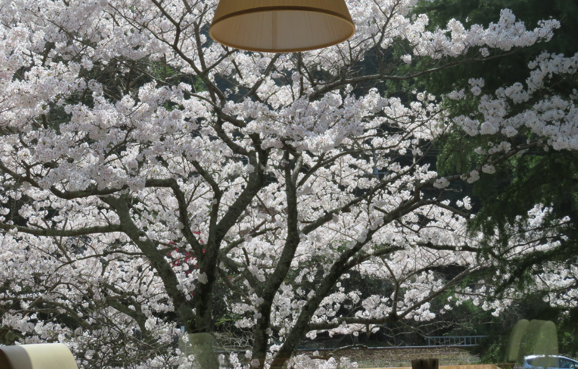 otanisanso-sakura-dinner