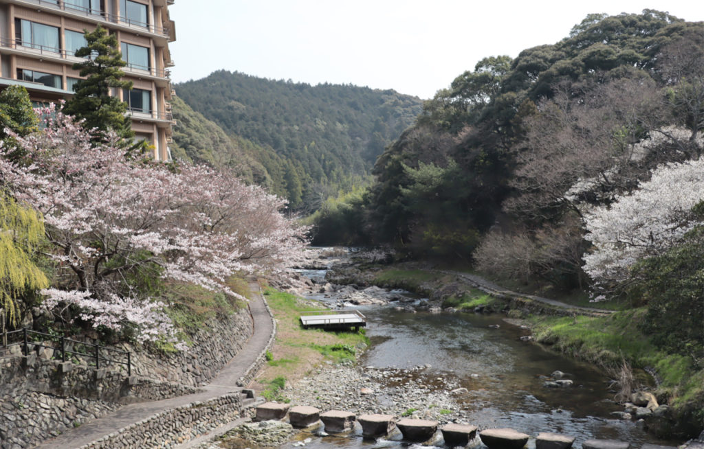 cherryblossom besids river