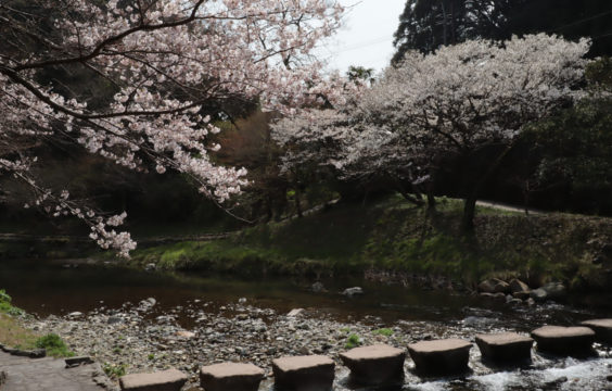 cherryblossom in front of Otanisanso1