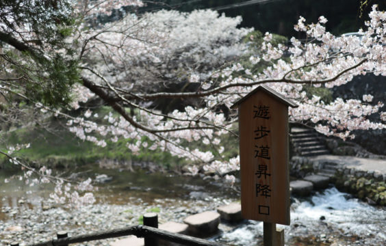 cherryblossom in front of Otanisanso2