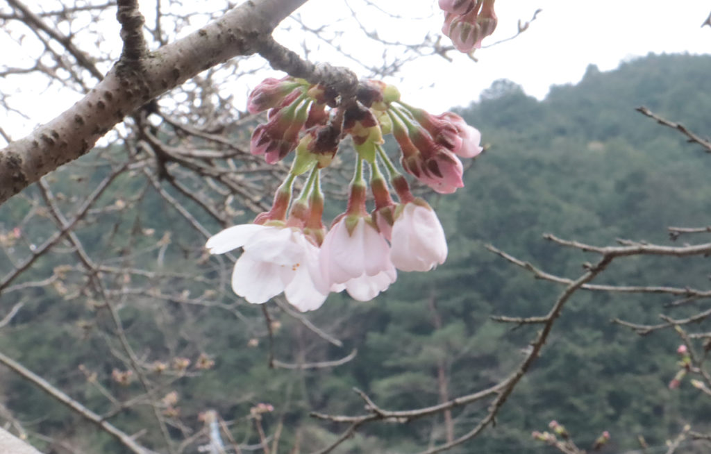 大谷山荘前の桜の様子