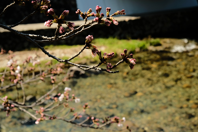 音信川沿いの桜