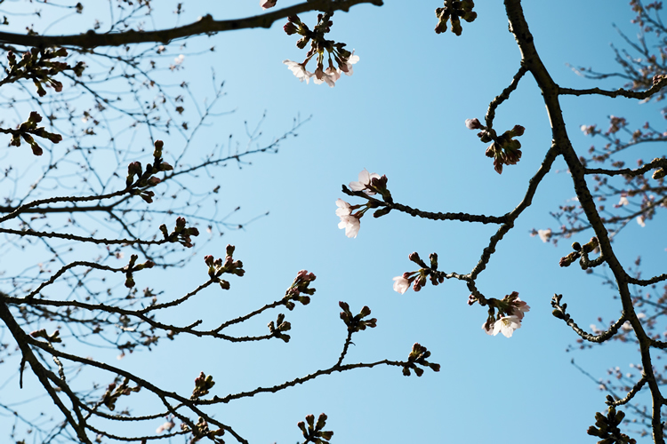 大谷山荘前の桜