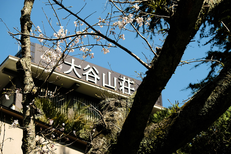 大谷山荘前の桜